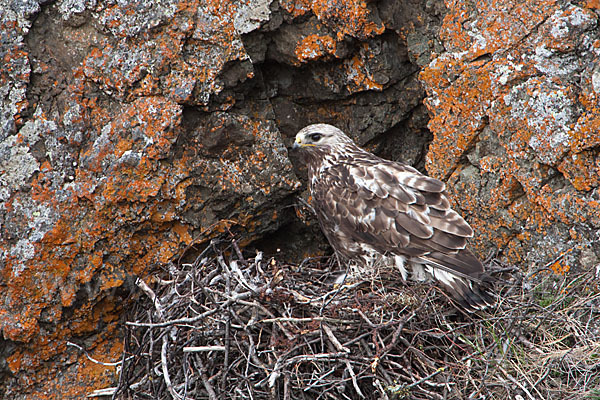 Rauhfußbussard (Buteo lagopus)