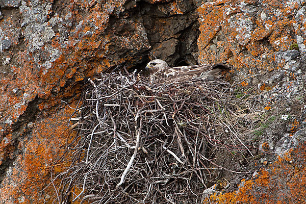 Rauhfußbussard (Buteo lagopus)