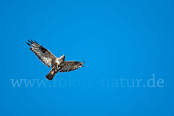 Rauhfußbussard (Buteo lagopus)