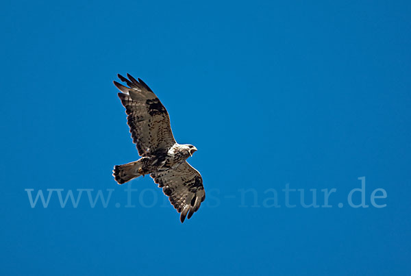 Rauhfußbussard (Buteo lagopus)