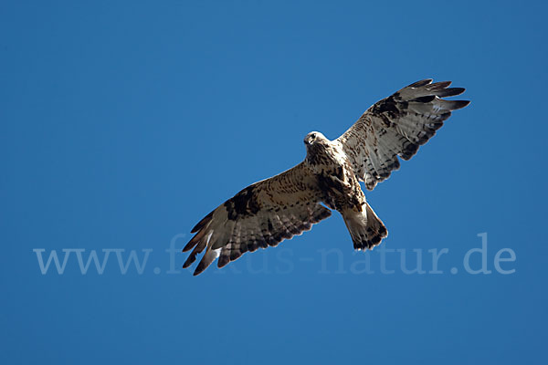 Rauhfußbussard (Buteo lagopus)