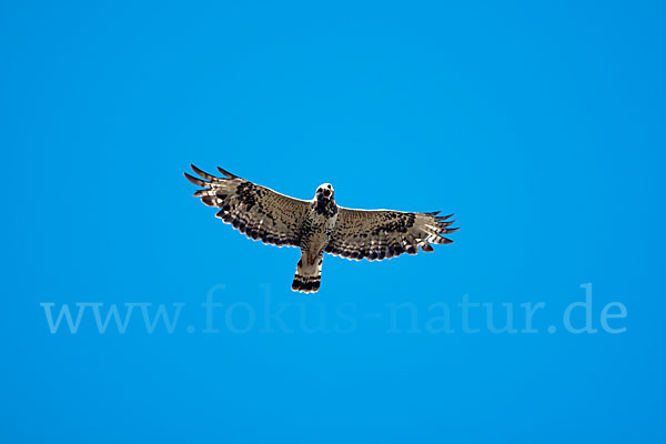 Rauhfußbussard (Buteo lagopus)