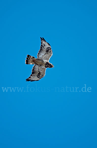 Rauhfußbussard (Buteo lagopus)