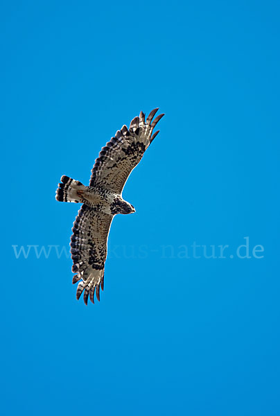 Rauhfußbussard (Buteo lagopus)