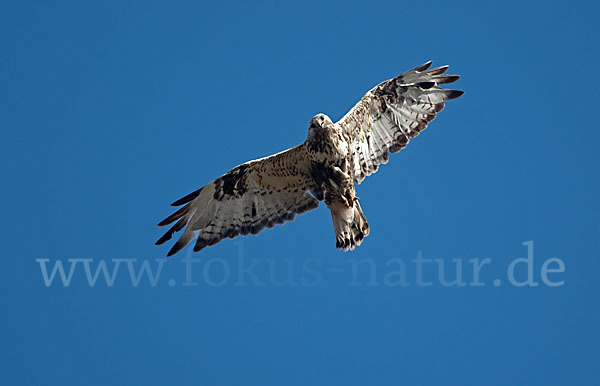 Rauhfußbussard (Buteo lagopus)