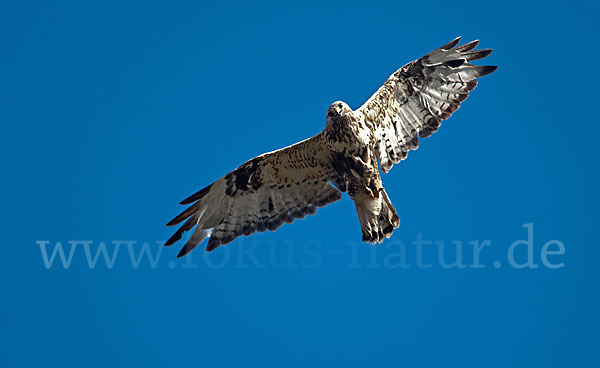 Rauhfußbussard (Buteo lagopus)