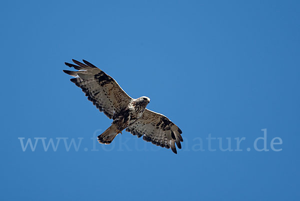 Rauhfußbussard (Buteo lagopus)