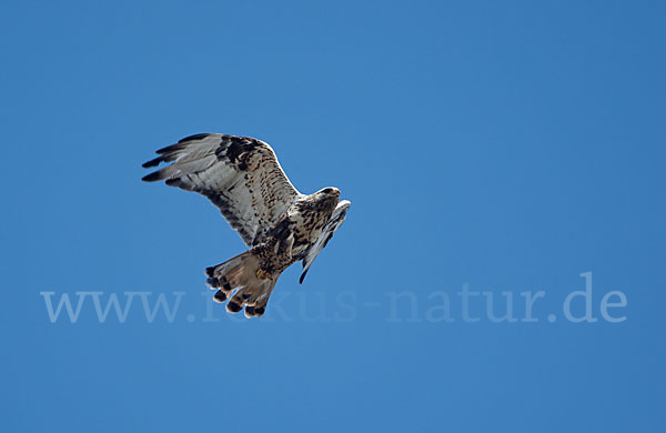 Rauhfußbussard (Buteo lagopus)