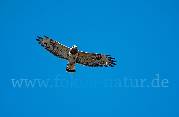 Rauhfußbussard (Buteo lagopus)