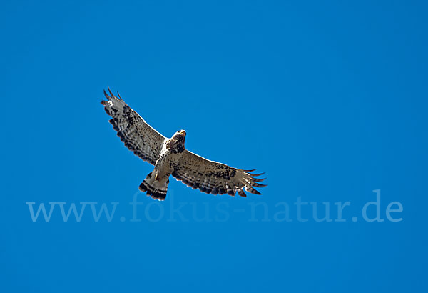 Rauhfußbussard (Buteo lagopus)