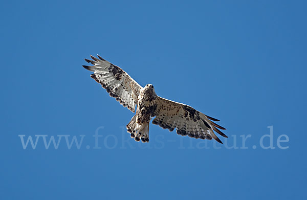 Rauhfußbussard (Buteo lagopus)