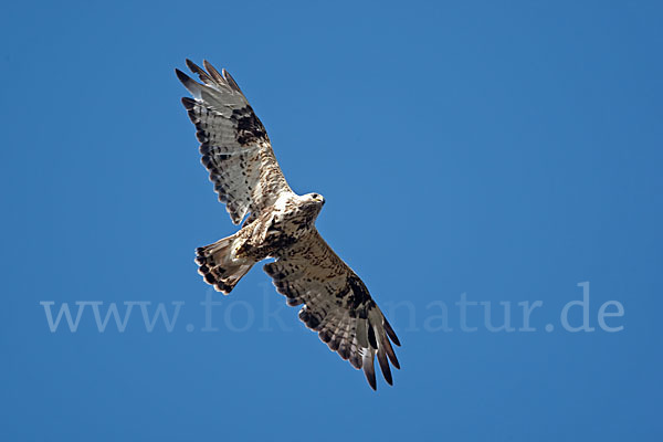 Rauhfußbussard (Buteo lagopus)