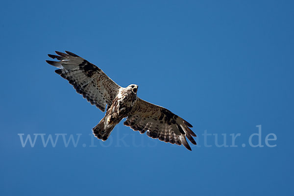 Rauhfußbussard (Buteo lagopus)