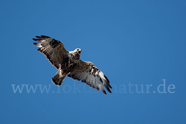 Rauhfußbussard (Buteo lagopus)