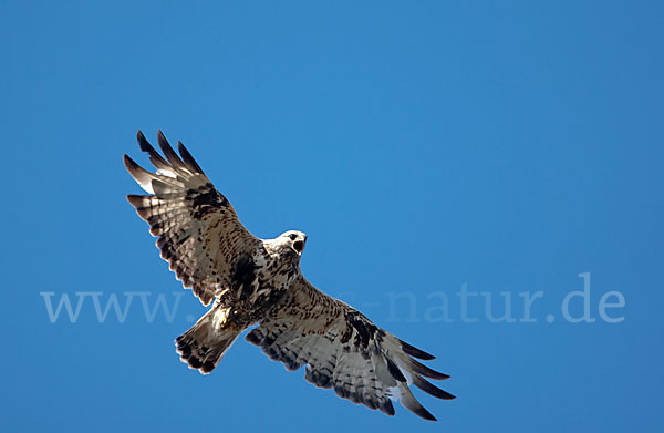 Rauhfußbussard (Buteo lagopus)