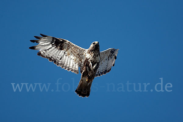 Rauhfußbussard (Buteo lagopus)