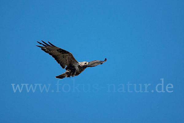 Rauhfußbussard (Buteo lagopus)