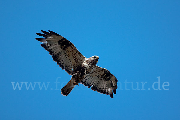 Rauhfußbussard (Buteo lagopus)