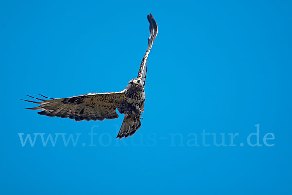 Rauhfußbussard (Buteo lagopus)