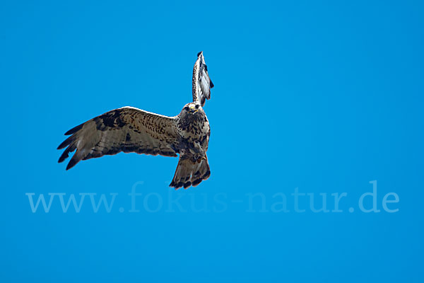 Rauhfußbussard (Buteo lagopus)