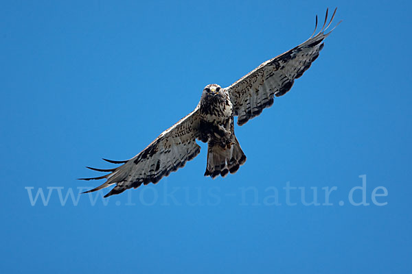 Rauhfußbussard (Buteo lagopus)