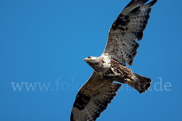 Rauhfußbussard (Buteo lagopus)