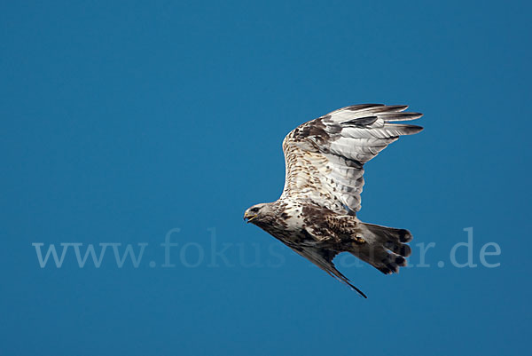 Rauhfußbussard (Buteo lagopus)