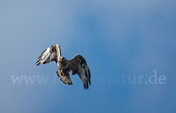 Rauhfußbussard (Buteo lagopus)