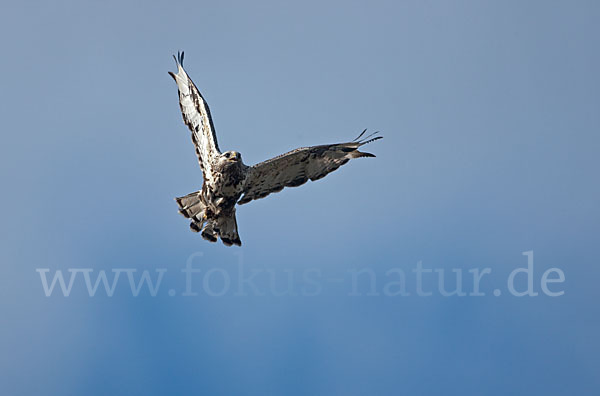 Rauhfußbussard (Buteo lagopus)