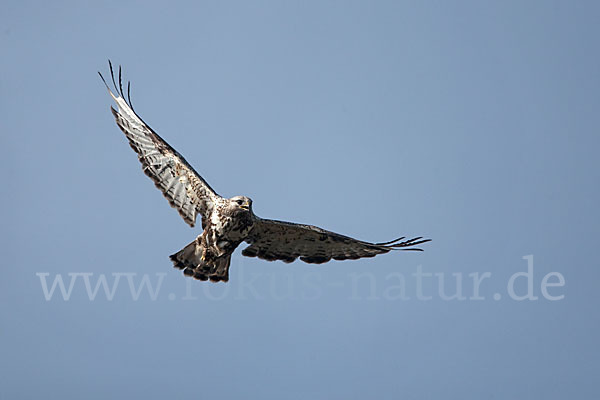 Rauhfußbussard (Buteo lagopus)