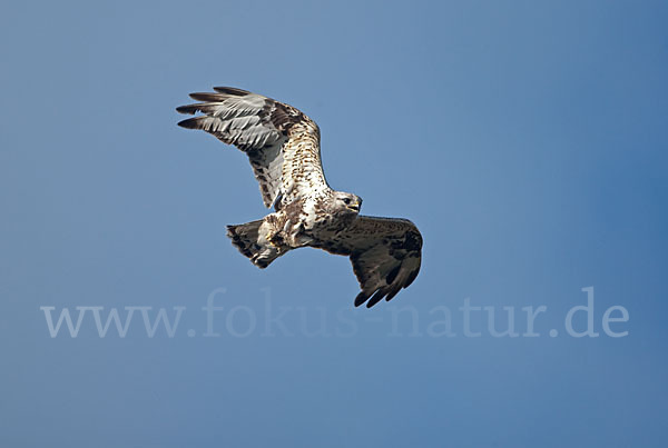 Rauhfußbussard (Buteo lagopus)