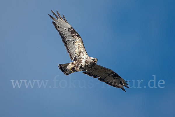 Rauhfußbussard (Buteo lagopus)