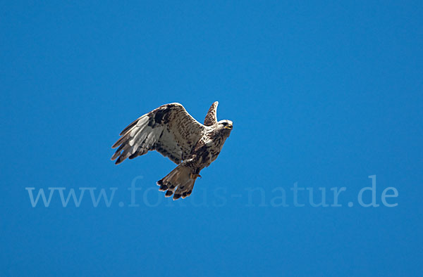 Rauhfußbussard (Buteo lagopus)