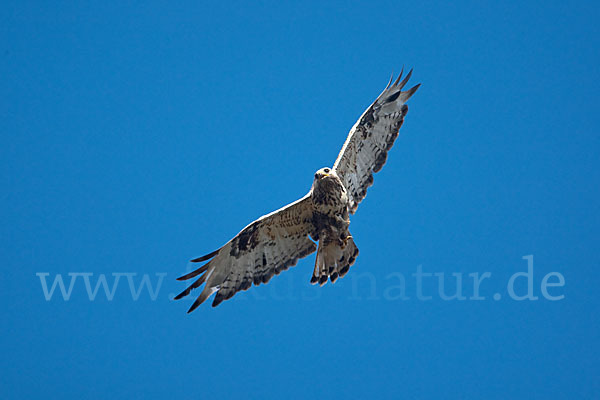 Rauhfußbussard (Buteo lagopus)