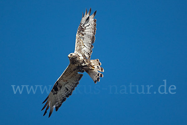 Rauhfußbussard (Buteo lagopus)