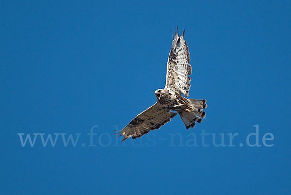 Rauhfußbussard (Buteo lagopus)