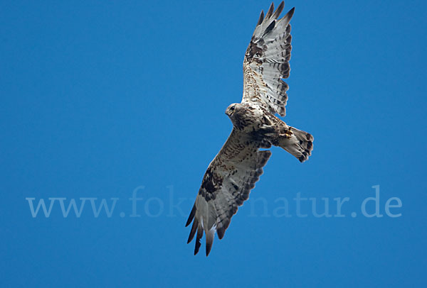 Rauhfußbussard (Buteo lagopus)