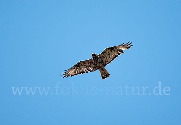 Rauhfußbussard (Buteo lagopus)