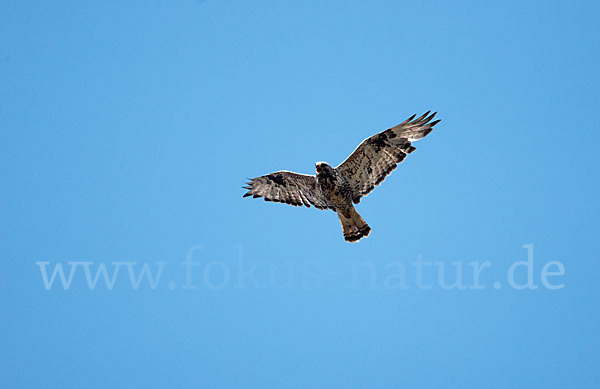 Rauhfußbussard (Buteo lagopus)