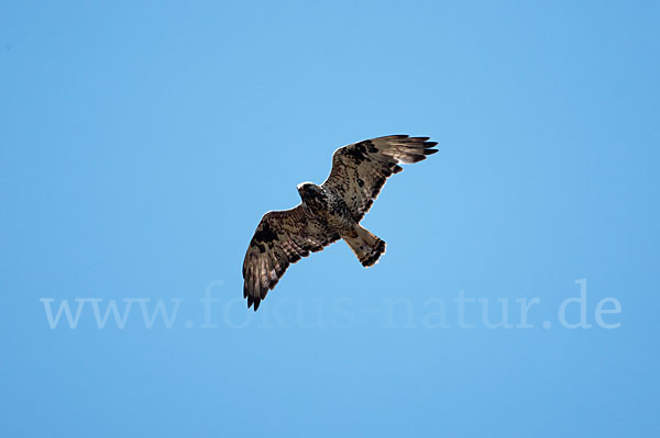 Rauhfußbussard (Buteo lagopus)