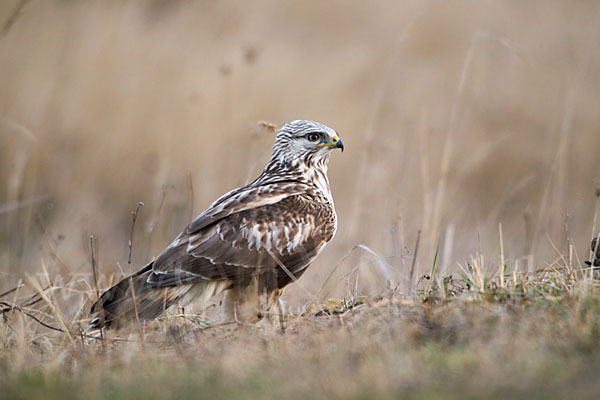 Rauhfußbussard (Buteo lagopus)