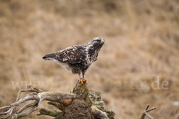 Rauhfußbussard (Buteo lagopus)