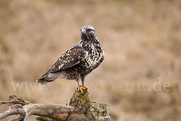 Rauhfußbussard (Buteo lagopus)