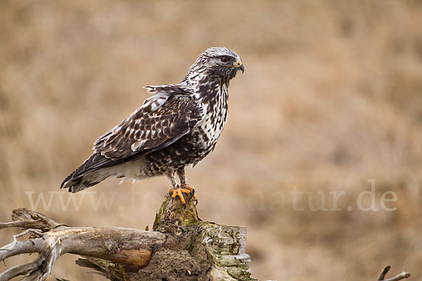 Rauhfußbussard (Buteo lagopus)