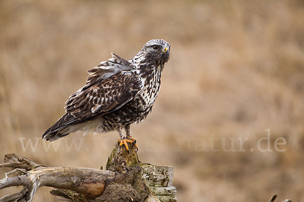 Rauhfußbussard (Buteo lagopus)