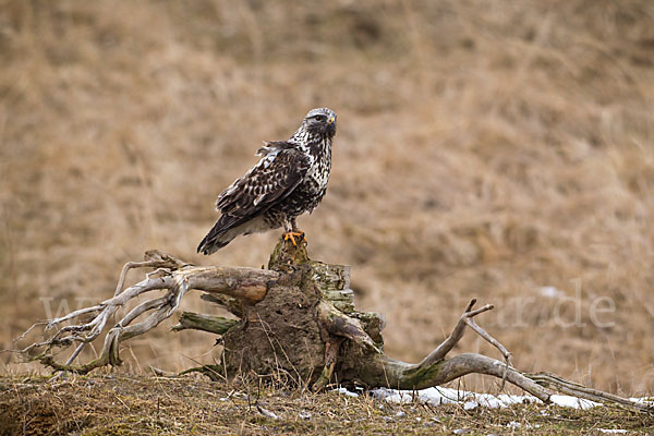 Rauhfußbussard (Buteo lagopus)