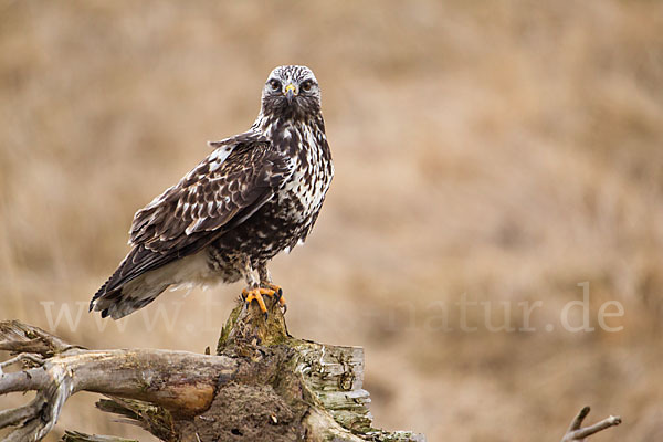 Rauhfußbussard (Buteo lagopus)