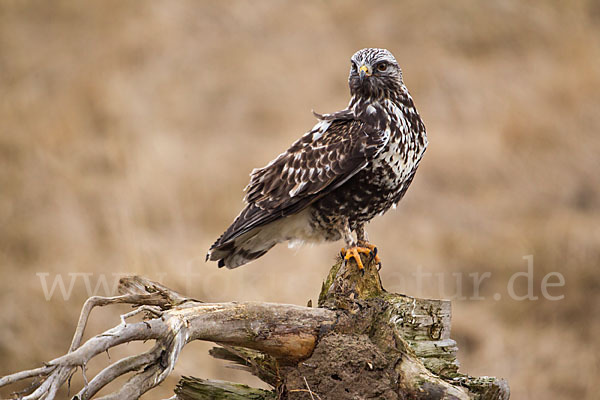 Rauhfußbussard (Buteo lagopus)