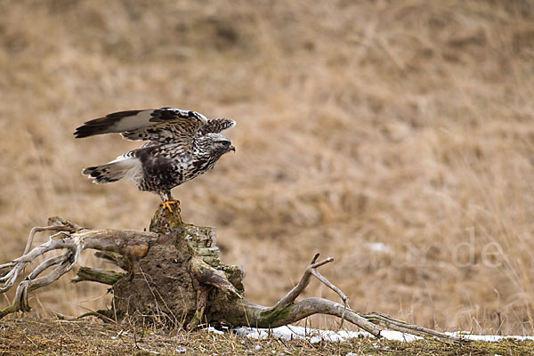 Rauhfußbussard (Buteo lagopus)