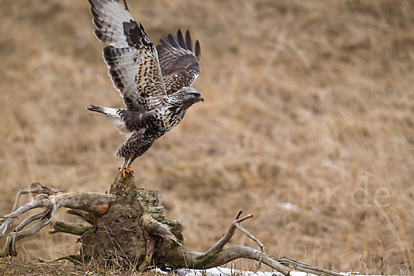 Rauhfußbussard (Buteo lagopus)